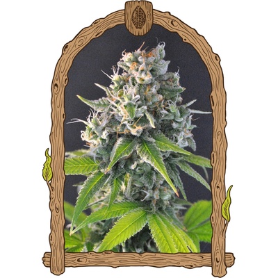Exotic Seed Honey Mints semienka neobsahujú THC 3 ks