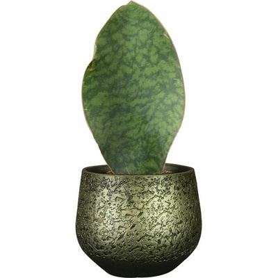 Ter Steege Noor D16 H13 velvet green