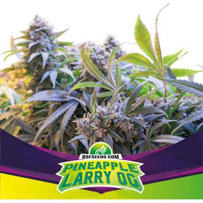 BSF Seeds Pineapple Larry OG semena neobsahují THC 12 ks