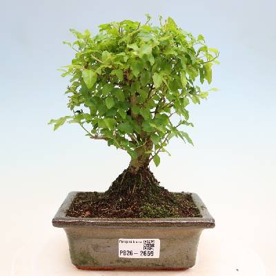 e-bonsai Pokojová bonsai -Ligustrum chinensis - Ptačí zob