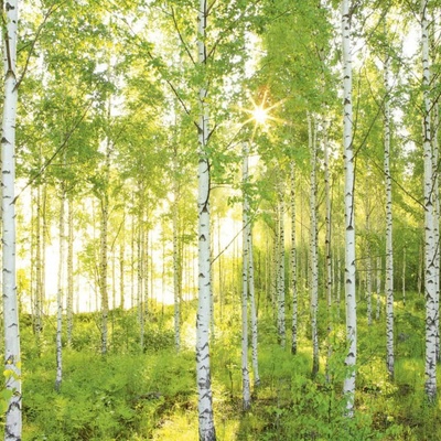 Komar 8-519 Fototapeta brezy rozmer 368 cm x 254 cm