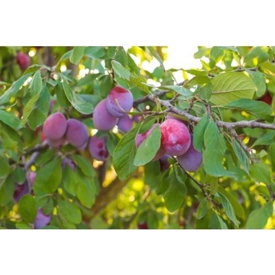 Slivka domáca (Prunus domestica) ´STANLEY´ - stredne skorá, výška 150-180 cm, voľnokorenná