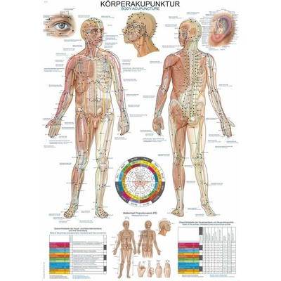 Schéma - akupunktúrne body tela Papier s lištou