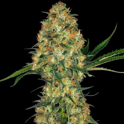 Sensi Seeds Hindu Kush semena neobsahují THC 5 ks
