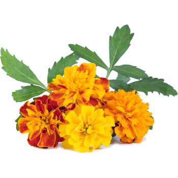 Veritable Вложка за семена Lingot ядливи цветя тагетес (VLIN-F5-Oei064)