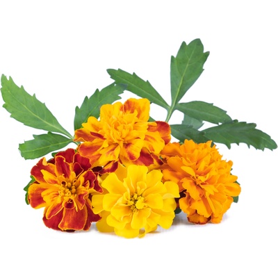 Veritable Вложка за семена Lingot ядливи цветя тагетес (VLIN-F5-Oei064)