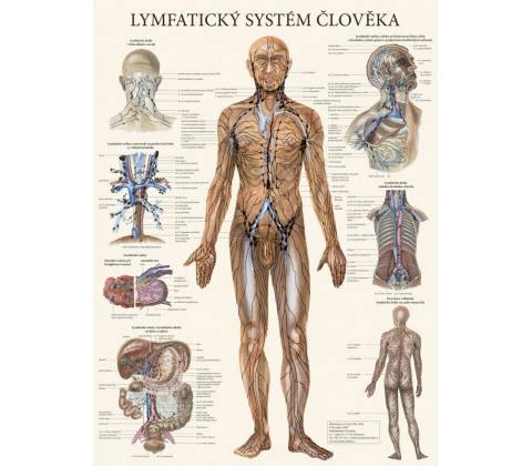 Schéma - Lymfatický systém človeka