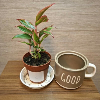 Aglaonema Jungle Red č2