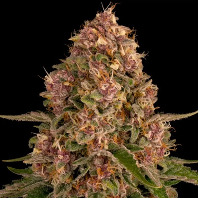 Barney's Farm Pink Kush semena neobsahují THC 3 ks