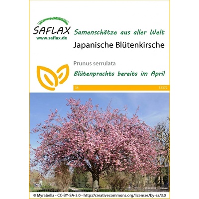Saflax Čerešňa pílkatá sakura 1 bal.