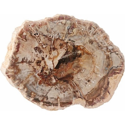 Nefertitis Zkamenělé dřevo leštěný řez 28 NF63912 - cca 10 x 7,8 cm, 222 g