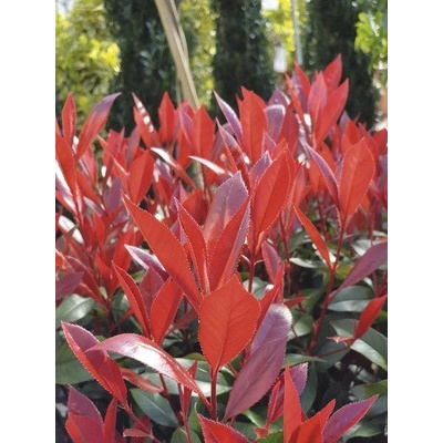 Červienka FloraSelf Photinia fraseri 'Carre Rouge' 50-60 cm kvetináč 6 l