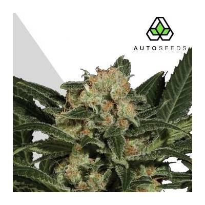 Auto Seeds Candy Kush AUTO semena neobsahují THC 5 ks