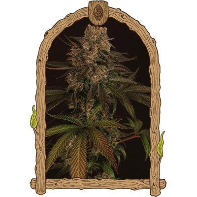 Exotic Seeds Exotic Colours semena neobsahují THC 10 ks