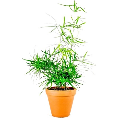 Gardners Asparagus Falcatus, průměr 12 cm Asparágus, Chřest srpovitý