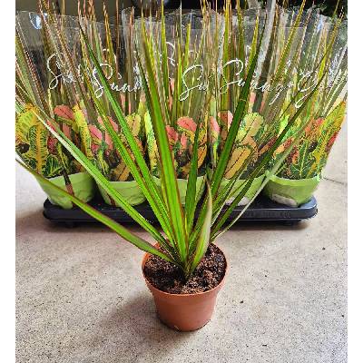 PLANT MIX 12/30cm