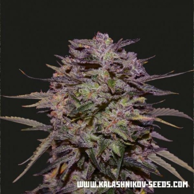 Kalashnikov Seeds Purple Russian Express semena neobsahují THC 5 ks