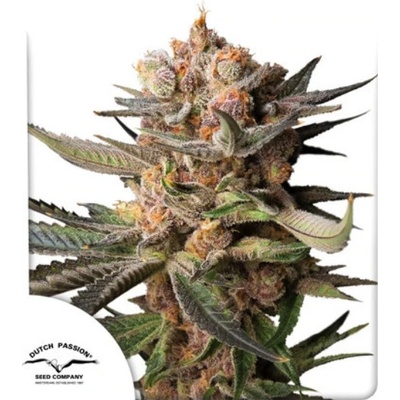 Dutch Passion Auto Frozen Biscotti semena neobsahují THC 3 ks