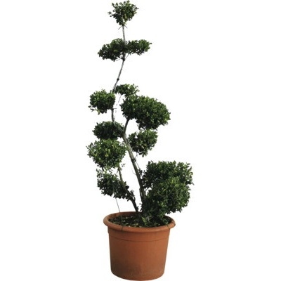 Cezmína FloraSelf Ilex crenata 'Kimnee' 120-130 cm kvetináč 25 l