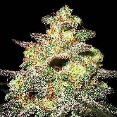 Expert Seeds Caramella AUTO semena neobsahují THC 3 ks