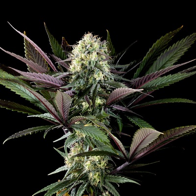 Kannabia Seeds Apple Fritter semena neobsahují THC 3 ks