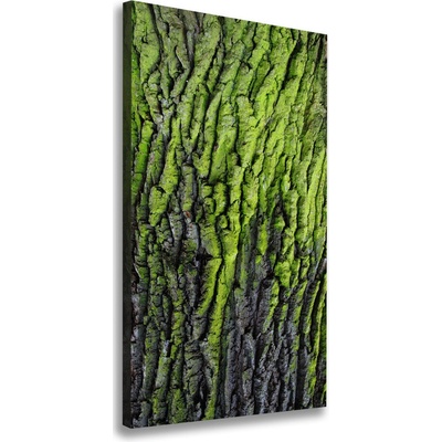 Vertikálny foto obraz na plátne do obývačky Kôra stromu 50x100 cm