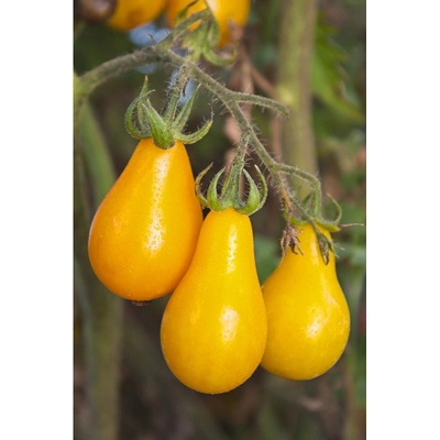 Paradajka - Žltá hruška - Solanum lycopersicum - Semená rajčiaka - 6 ks