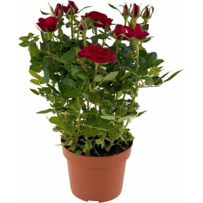 Růže květináč 12 cm