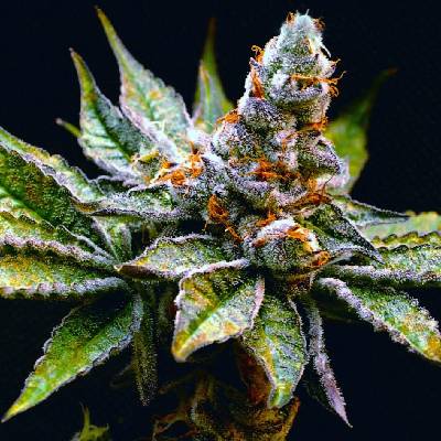 Elev8 SeedsBirthday Punch semena neobsahují THC 3 ks