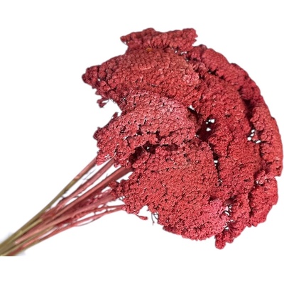 Sušené kvety Rebríček - Achillea 90g - vintage červená