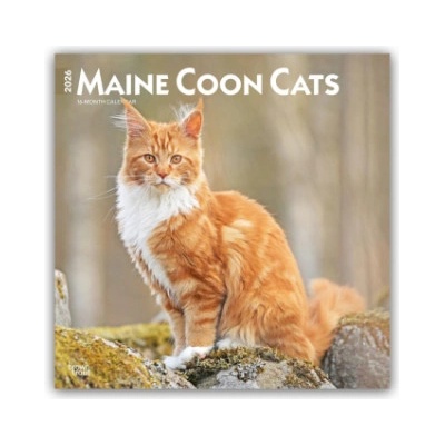 Browntrout Verlags GmbH Maine Coon Cats - Maine Coon Katzen 2026 - 16-Monatskalender | BrownTrout Publishers Inc