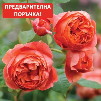 David Austin® Роза Summer Song®- David Austin®