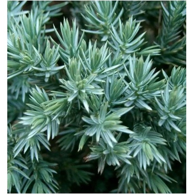 Juniperus squam. 'Blue Carpet' CC MIX 20-30 C2L