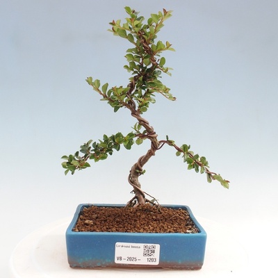 e-bonsai Venkovní bonsai-Cotoneaster horizontalis - Skalník