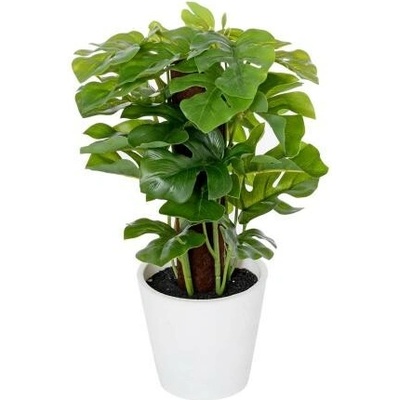 Monstera v plastovom kvetináči 24 cm