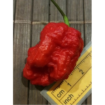 Carolina Reaper 20-c2-12-1 (chilli semena) 1 ks