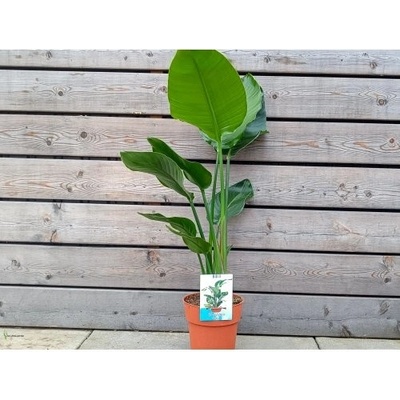 Strelitzia Nicolai (Strelícia Nikolaj) - kont. C3L, výška 70-80 cm