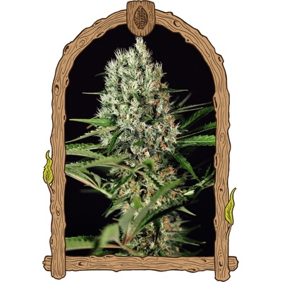 Exotic Seed Quick Mass semienka neobsahujú THC 10 ks
