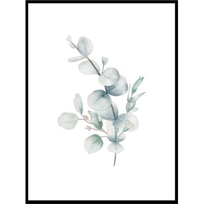 Obraz - EUCALYPT Velikost: 40 x 50