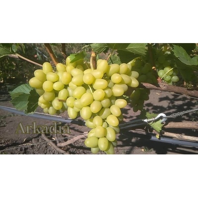 Vinič Arkadiya stolové vrúbľovaná sadenica na podpník Kober 5BB