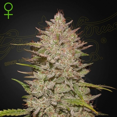 Green House Seeds Chemical Candy AUTO semena neobsahují THC 10 ks