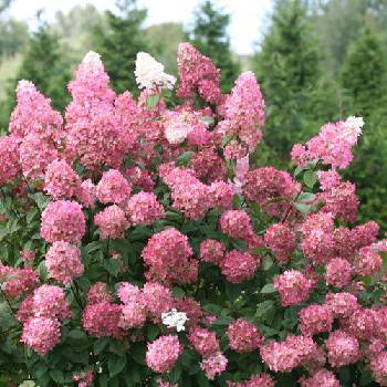 Proven Winners® Хортензия Fire Light® паникулата