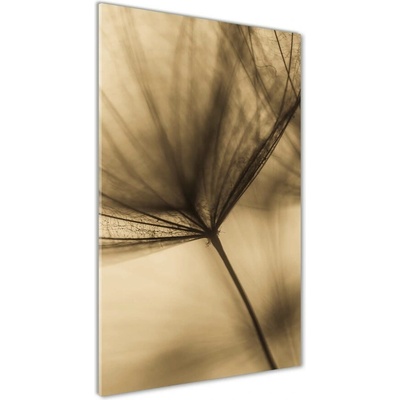 Vertikálny foto obraz sklenený Semená púpavy 50x100 cm