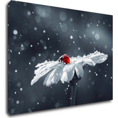 Impresi Obraz Lienka na kvetine - 70 x 50 cm