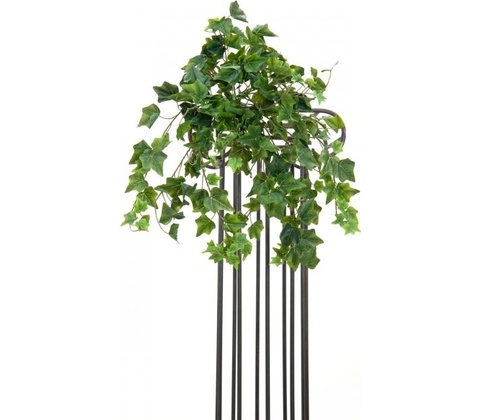 Břečťan Premium, 50 cm