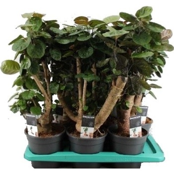 Bonsai Polyscias scutellaria - Heureka.cz
