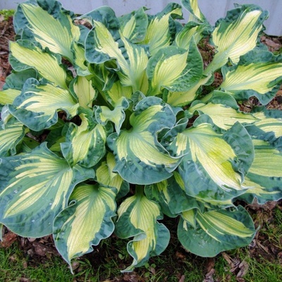 Hosta GOLDEN MEADOWS - bohyška, funkie