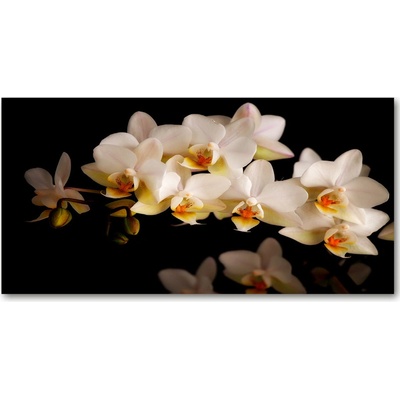 Fotoobraz na skle orchidea 100x50 cm
