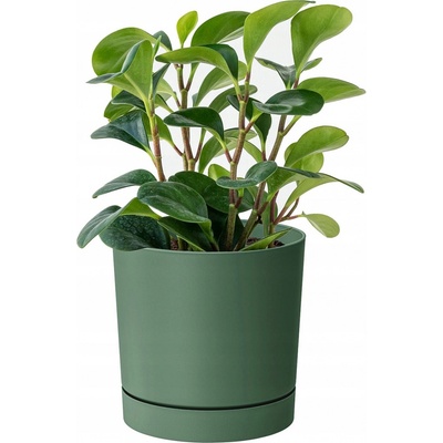 Prosperplast Květináč 35 x 35 x 32 cm plast zelený