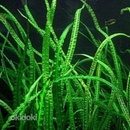 Cryptocoryne balansae